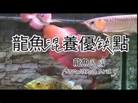 龍魚混養魚種 屬羊顏色